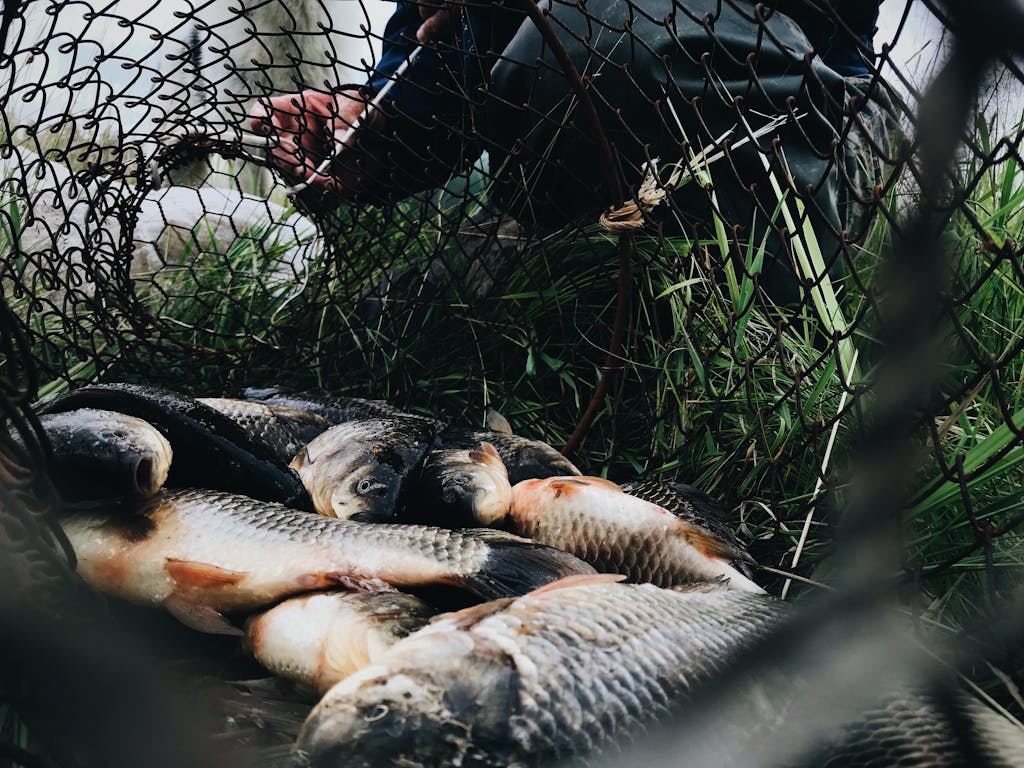A pile of freshly caught carp in a fishing net outdoors with visible hand of fisherman.
