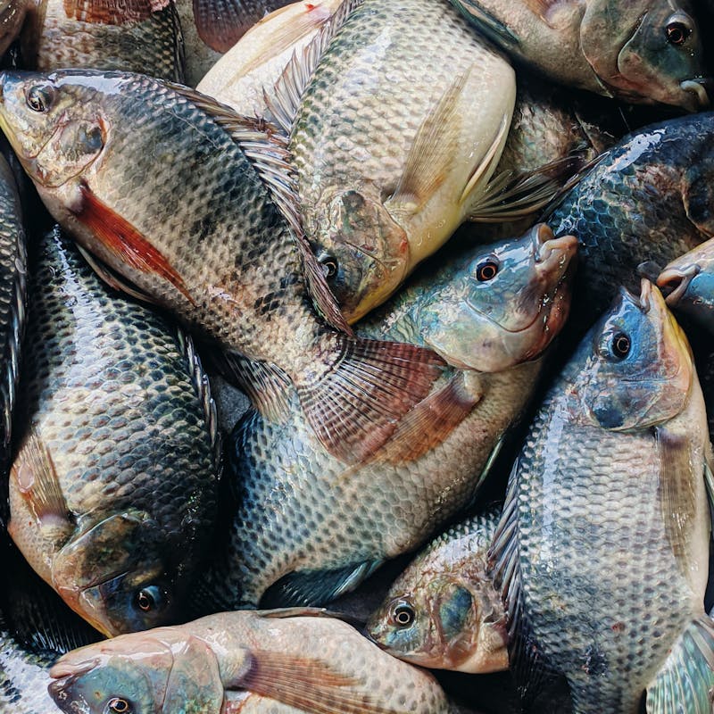 Close-up of fresh tilapia fish stacked together at a market, showcasing freshness and industry.