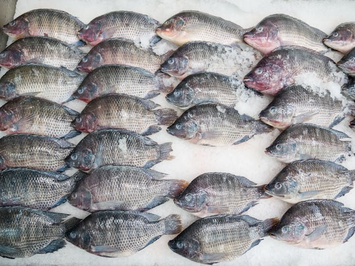 Numerous raw tilapia fish arranged neatly on ice at a seafood market.
