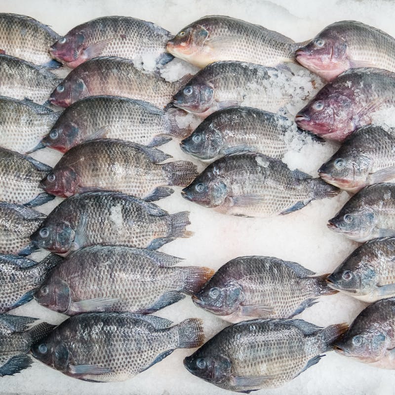 Numerous raw tilapia fish arranged neatly on ice at a seafood market.